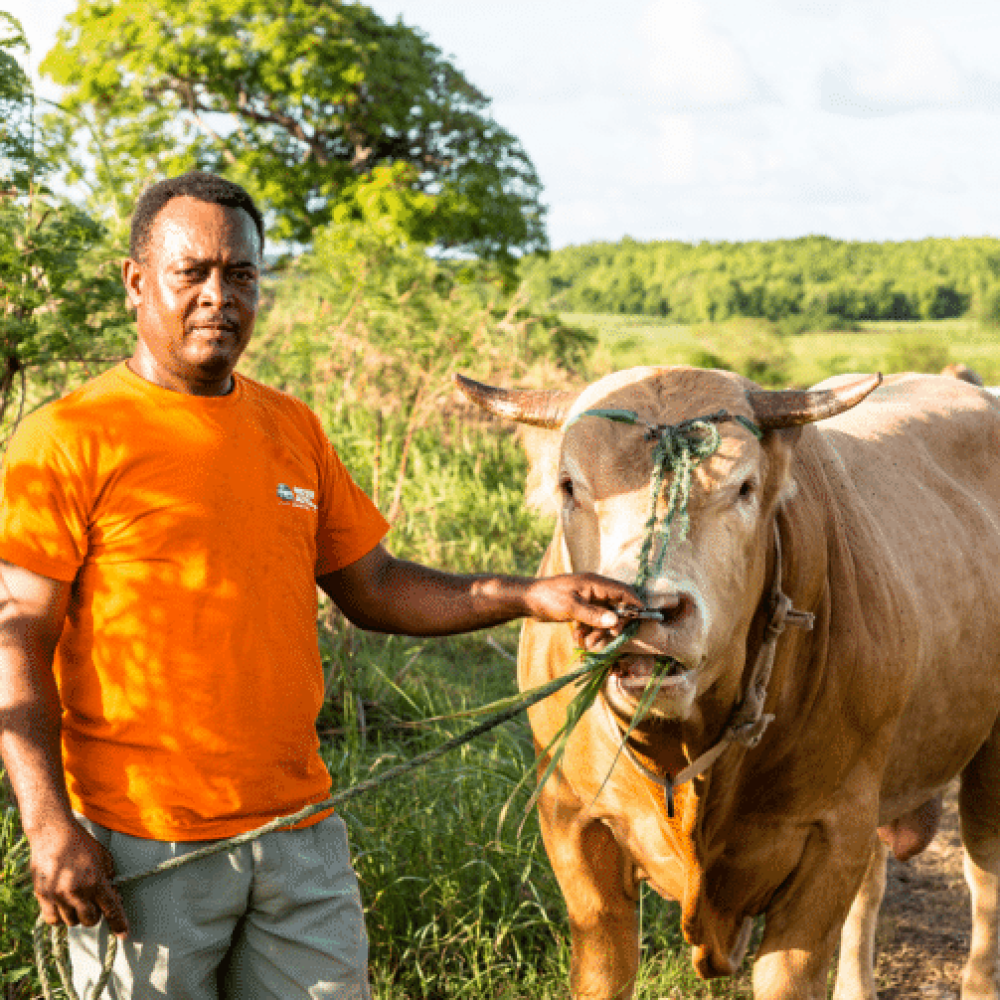 boeufs-tirants-competition